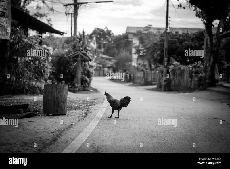 Chicken road gioco, chicken road casino